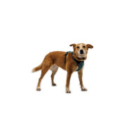 Шлея для собак Ruffwear Front Range® Flex Harness, темно-бірюзова - фото 6