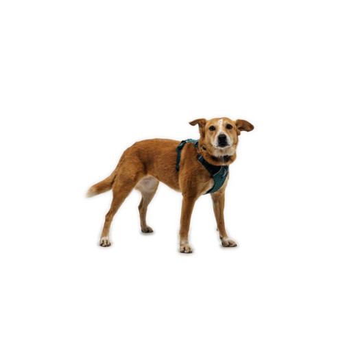 Шлея для собак Ruffwear Front Range® Flex Harness, темно-бірюзова - фото 6