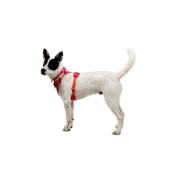 Шлея для собак Ruffwear Front Range® Flex Harness, рожево-фіолетова - фото 6