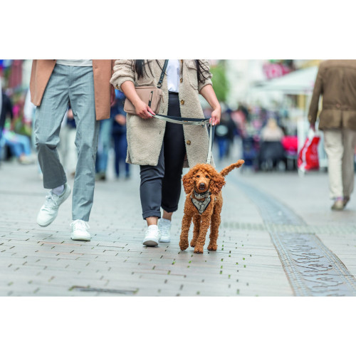 Шлея для собак Trixie CityStyle H-harness бавовняна світло-сіра