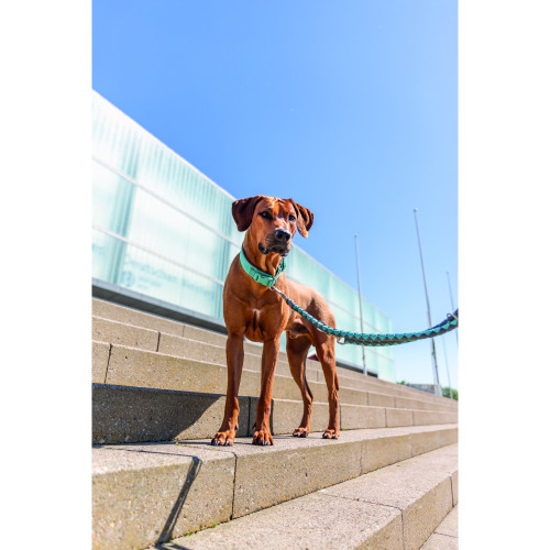 Ошейник для собак Trixie Premium экстраширокий аква-графит