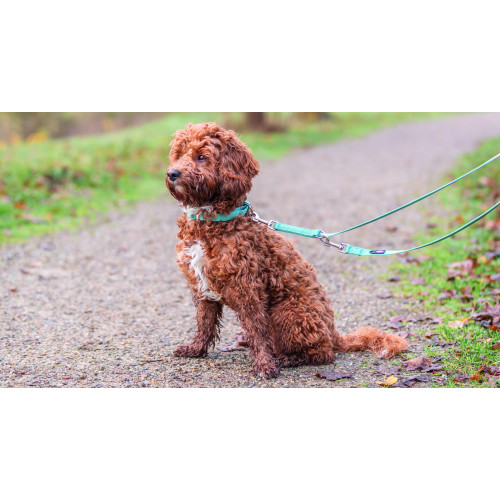 Повідець для собак Trixie Premium регульований аква