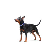 Кожаный ошейник для собак WAUDOG Classic фиолетового цвета - фото 4