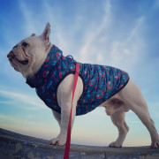 Мультисезонный жилет для собак WAUDOG Clothes с рисунком "Бэтмен красно-голубой" - фото 1