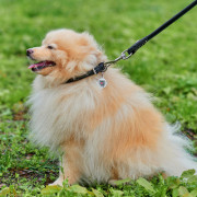 Нашийник для собак WAUDOG Soft шкіряний з QR паспортом, круглий, чорний - фото 3