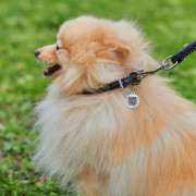 Нашийник для собак WAUDOG Soft шкіряний з QR паспортом, круглий, чорний - фото 2