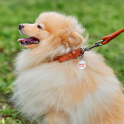Нашийник для собак WAUDOG Soft шкіряний з QR паспортом, круглий, коричневий - фото 2