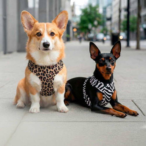 Шлея для собак дихаюча WAUDOG Mesh малюнок "Луска" з QR паспортом