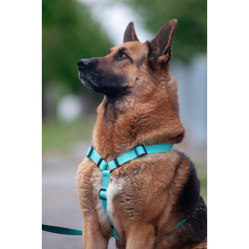Шлея для собак водостійка WAUDOG Magnet колір "Тіффані"