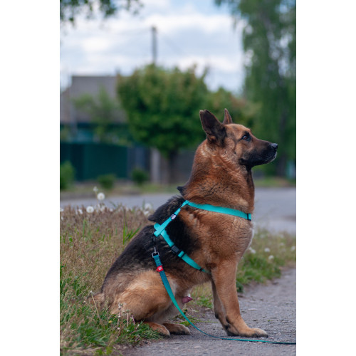 Шлея для собак водостійка WAUDOG Magnet колір "Тіффані"