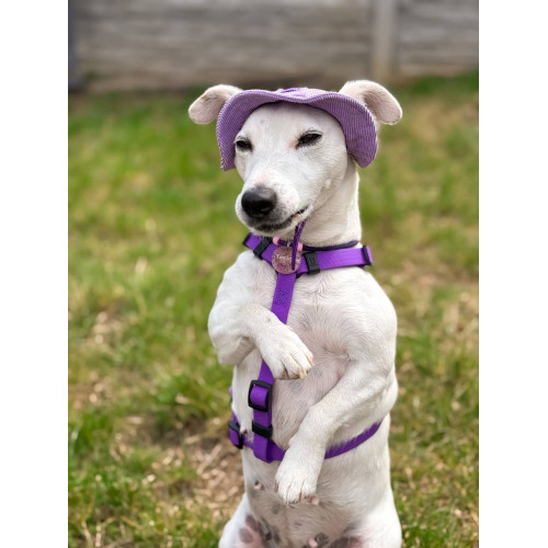 Шлея для собак водостійка WAUDOG Magnet колір "Фіолетовий"