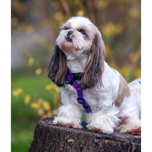 Шлея для собак водостійка WAUDOG Magnet колір "Фіолетовий"
