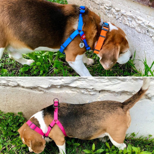 Шлея для собак водостійка WAUDOG Waterproof з металевим фастексом "Блакитна"