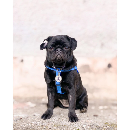 Шлея для собак водостійка WAUDOG Waterproof з металевим фастексом "Блакитна"