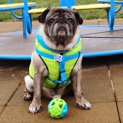 Шлея для собак водостійка WAUDOG Waterproof з металевим фастексом "Блакитна"