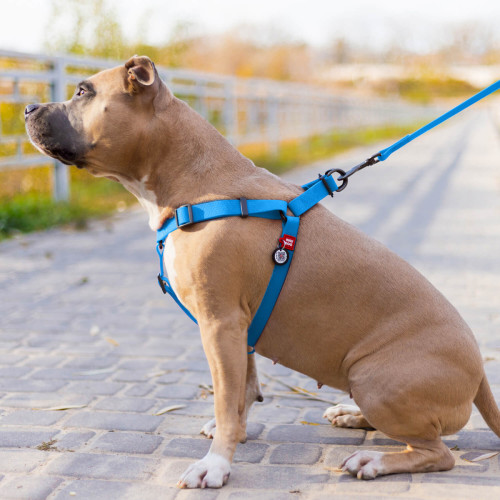 Шлея для собак водостійка WAUDOG Waterproof з металевим фастексом "Блакитна"