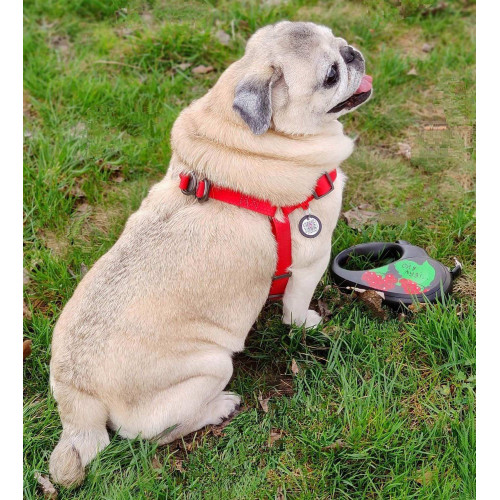 Шлея для собак водостійка WAUDOG Waterproof з металевим фастексом "Червона"