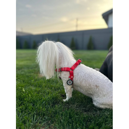 Шлея для собак водостійка WAUDOG Waterproof з металевим фастексом "Червона"