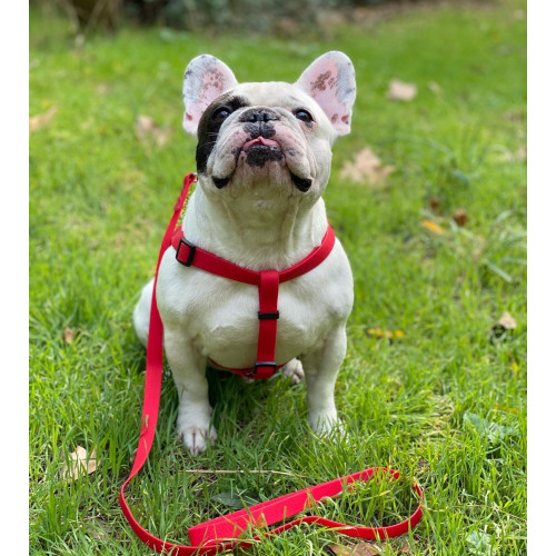 Шлея для собак водостійка WAUDOG Waterproof з металевим фастексом "Червона"