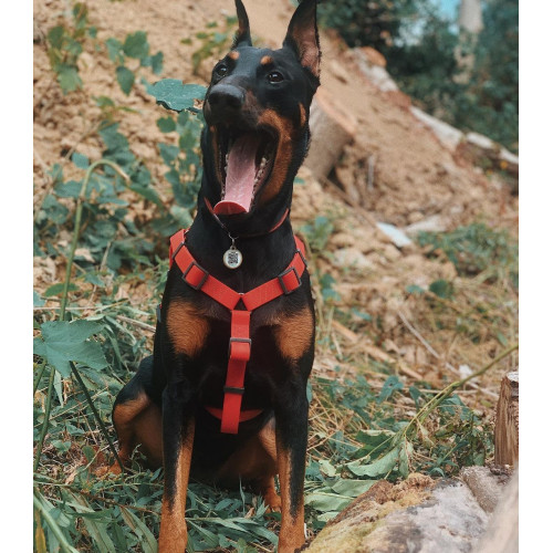 Шлея для собак водостійка WAUDOG Waterproof з металевим фастексом "Червона"