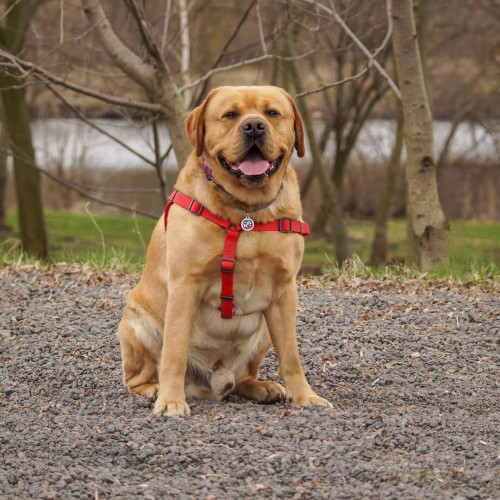 Шлея для собак водостійка WAUDOG Waterproof з металевим фастексом "Червона"