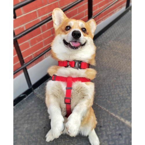 Шлея для собак водостійка WAUDOG Waterproof з металевим фастексом "Червона"