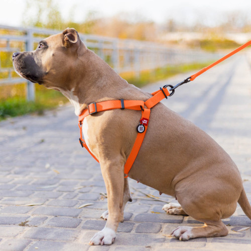 Шлея для собак водостійка WAUDOG Waterproof з металевим фастексом "Помаранчева"