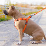 Шлея для собак водостійка WAUDOG Waterproof з металевим фастексом "Помаранчева"