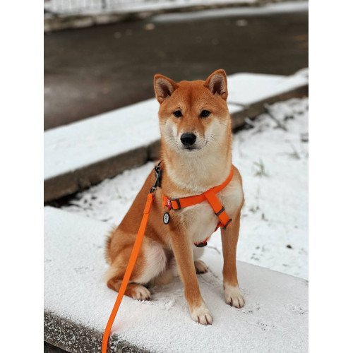 Шлея для собак водостійка WAUDOG Waterproof з металевим фастексом "Помаранчева"