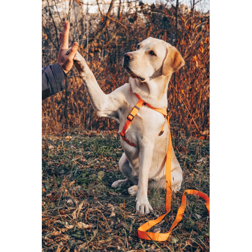 Шлея для собак водостійка WAUDOG Waterproof з металевим фастексом "Помаранчева"