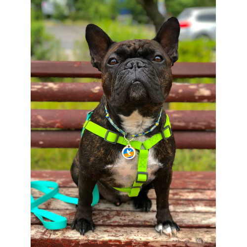 Шлея для собак водостійка WAUDOG Waterproof з металевим фастексом "Салатова"