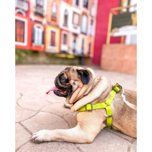 Шлея для собак водостійка WAUDOG Waterproof з металевим фастексом "Салатова"