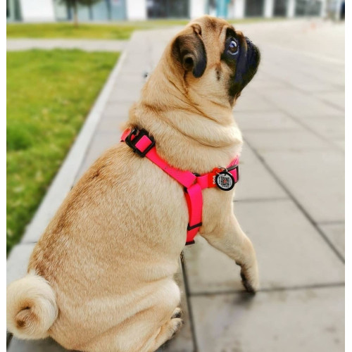 Шлея для собак водостійка WAUDOG Waterproof з металевим фастексом "Рожева"