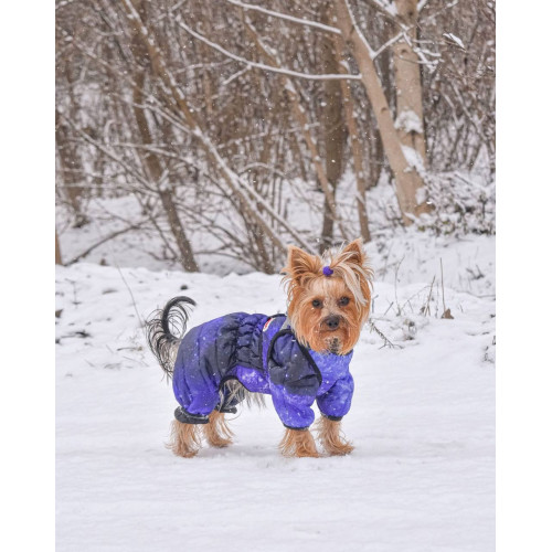 М'яка шлея для собак WAUDOG Clothes малюнок "NASA21" з QR пасaпортом