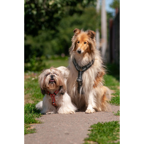 Шлея для собак Н-подібна світловідбивна WAUDOG Waterproof колір "Сірий"