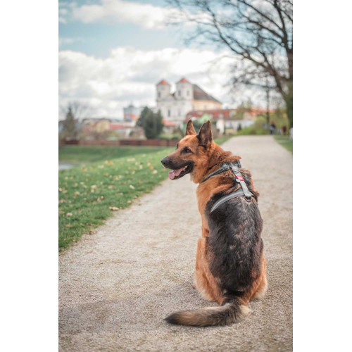 Шлея для собак Н-подібна світловідбивна WAUDOG Waterproof колір "Сірий"