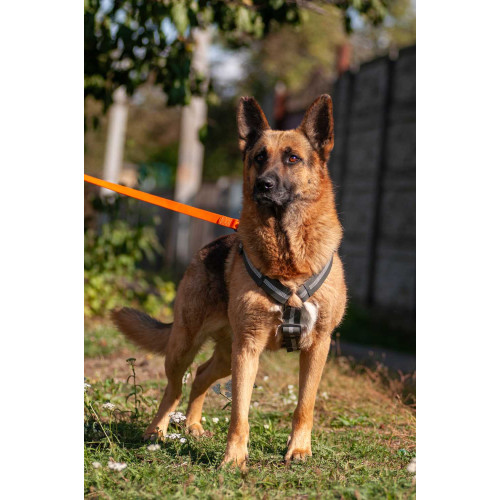 Шлея для собак Н-подібна світловідбивна WAUDOG Waterproof колір "Сірий"