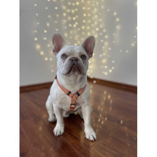 Шлея для собак Н-подібна світловідбивна WAUDOG Waterproof колір "Помаранчевий"