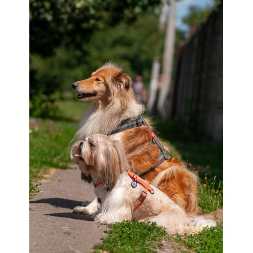 Шлея для собак Н-подібна світловідбивна WAUDOG Waterproof колір "Помаранчевий"