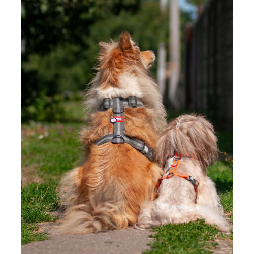 Шлея для собак Н-подібна світловідбивна WAUDOG Waterproof колір "Помаранчевий"