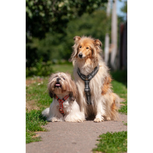 Шлея для собак Н-подібна світловідбивна WAUDOG Waterproof колір "Помаранчевий"