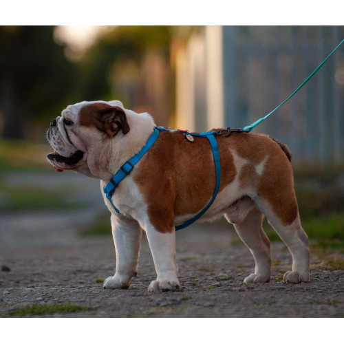 Шлея для собак Н-образная водостойкая WAUDOG Waterproof цвет "Голубой"