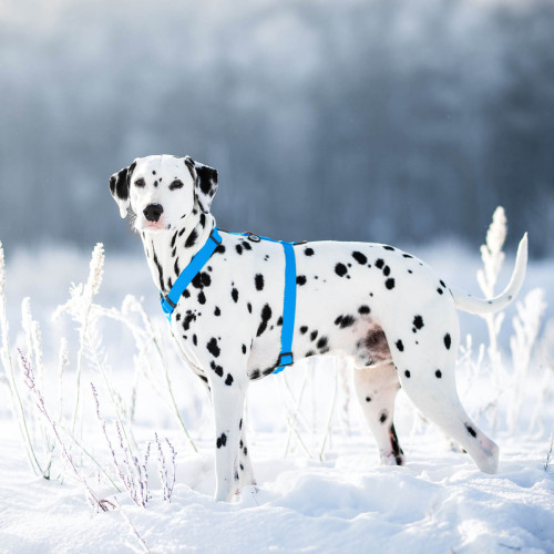 Шлея для собак Н-образная водостойкая WAUDOG Waterproof цвет "Голубой"