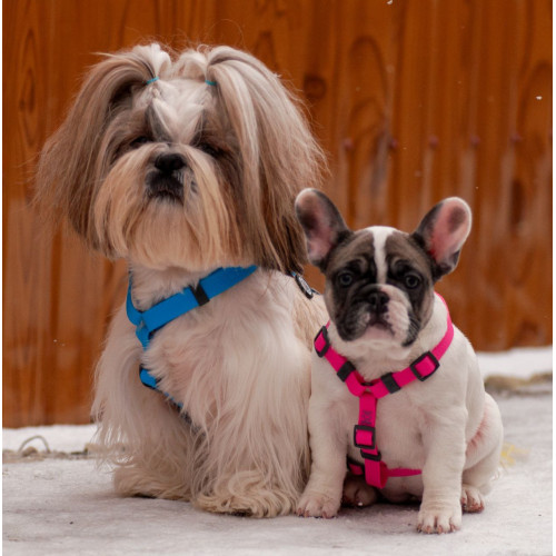 Шлея для собак Н-образная водостойкая WAUDOG Waterproof цвет "Голубой"