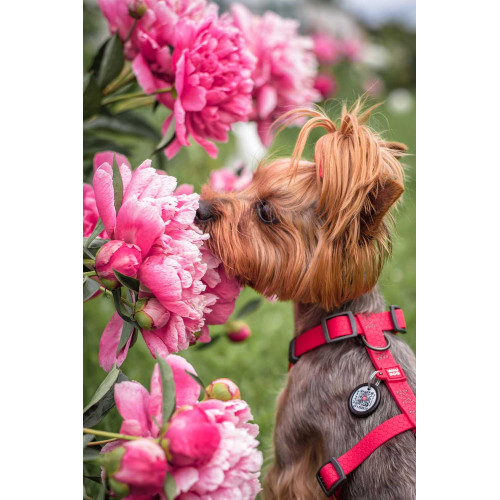 Шлея для собак Н-образная водостойкая WAUDOG Waterproof цвет "Красный"