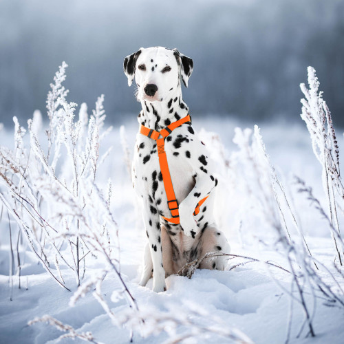 Шлея для собак Н-образная водостойкая WAUDOG Waterproof цвет "Оранжевый"