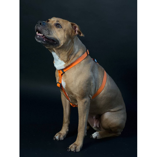 Шлея для собак Н-образная водостойкая WAUDOG Waterproof цвет "Оранжевый"