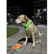 Шлея для собак Н-подібна водостійка WAUDOG Waterproof колір "Салатовий" - фото 11