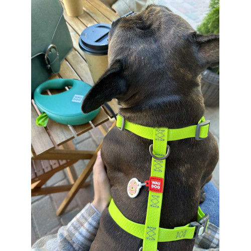 Шлея для собак Н-образная водостойкая WAUDOG Waterproof цвет "Салатовый"