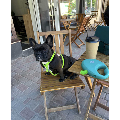 Шлея для собак Н-образная водостойкая WAUDOG Waterproof цвет "Салатовый"